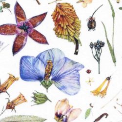 Liberty Botanical Floral Print